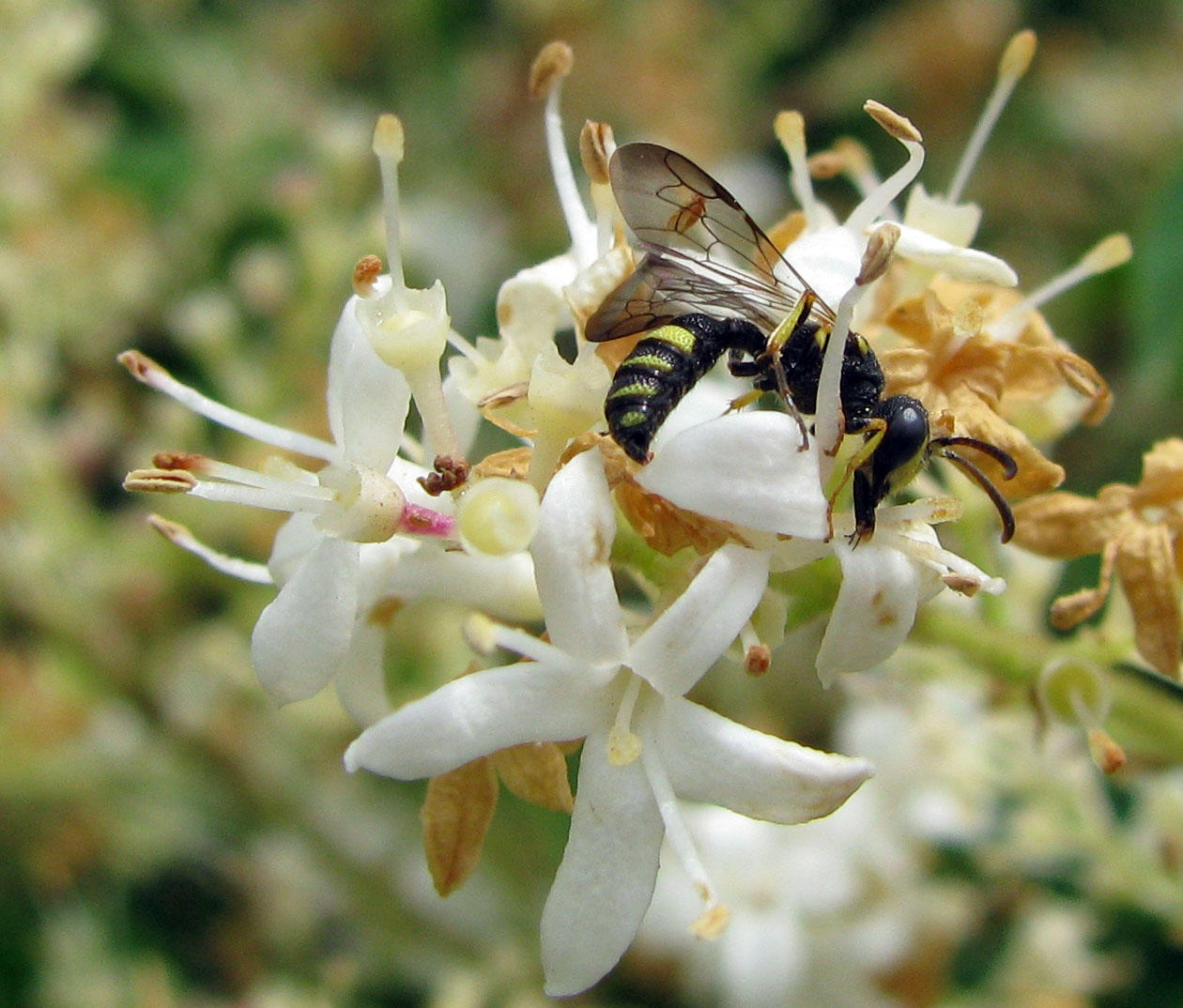 Cerceris sp. (H. Crabronidae).